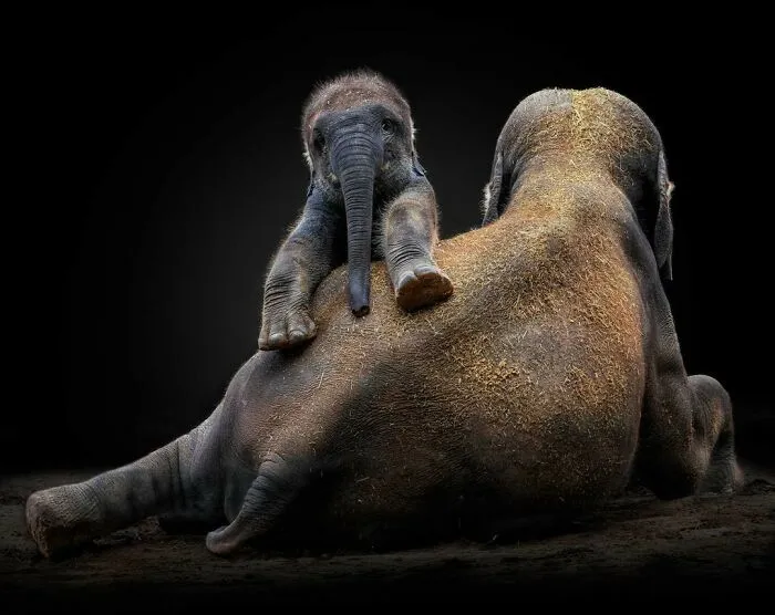 Asian Elephant