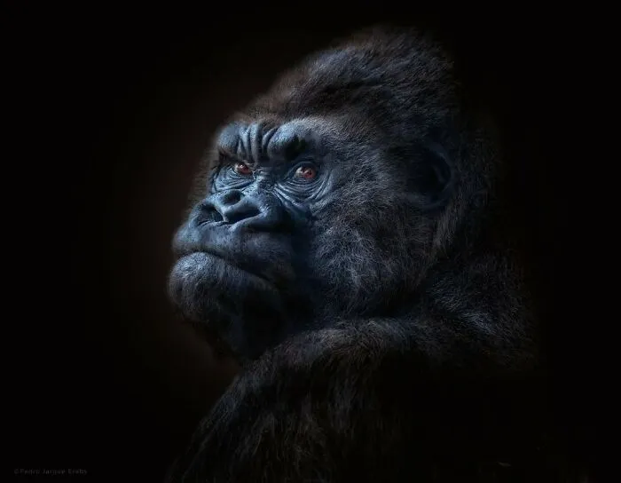 Gorilla