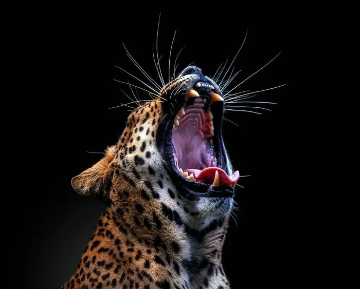 Sri Lankan Leopard