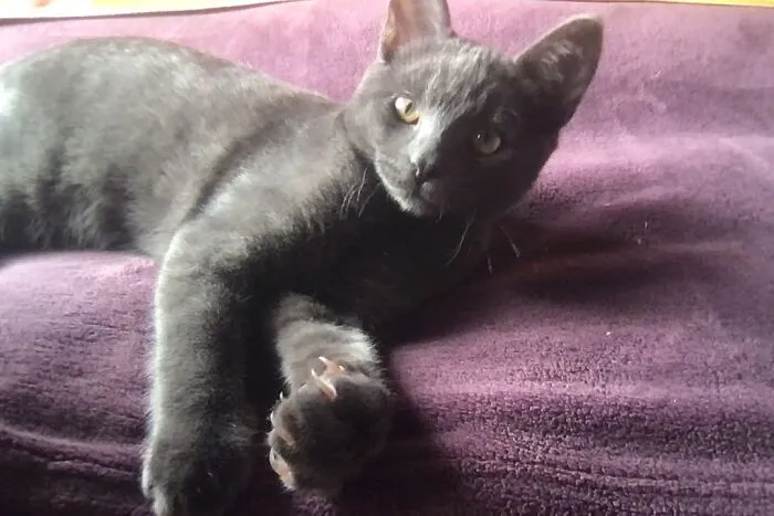 Sammy