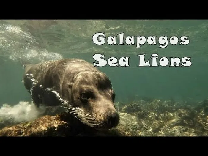 I Am An Underwater Enthusiast And Videographer, And Here Are Some Of The Closest Moments I Had With Apex Predators