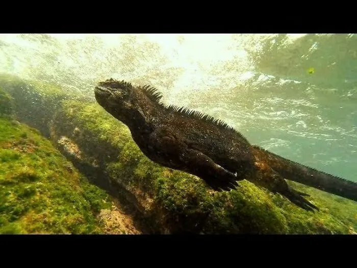 I Am An Underwater Enthusiast And Videographer, And Here Are Some Of The Closest Moments I Had With Apex Predators