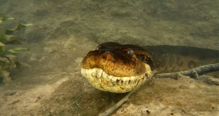 I Am An Underwater Enthusiast And Videographer, And Here Are Some Of The Closest Moments I Had With Apex Predators