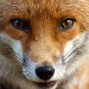 ambiguous Fox