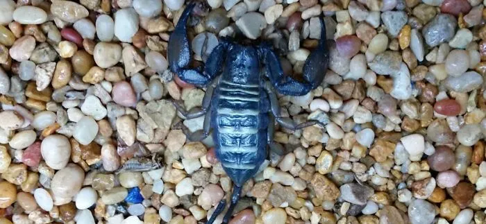 Our Flat Rock Scorpion