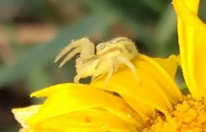 Curlycup Gumweed And Creepy Crawly Friend 🕷️
