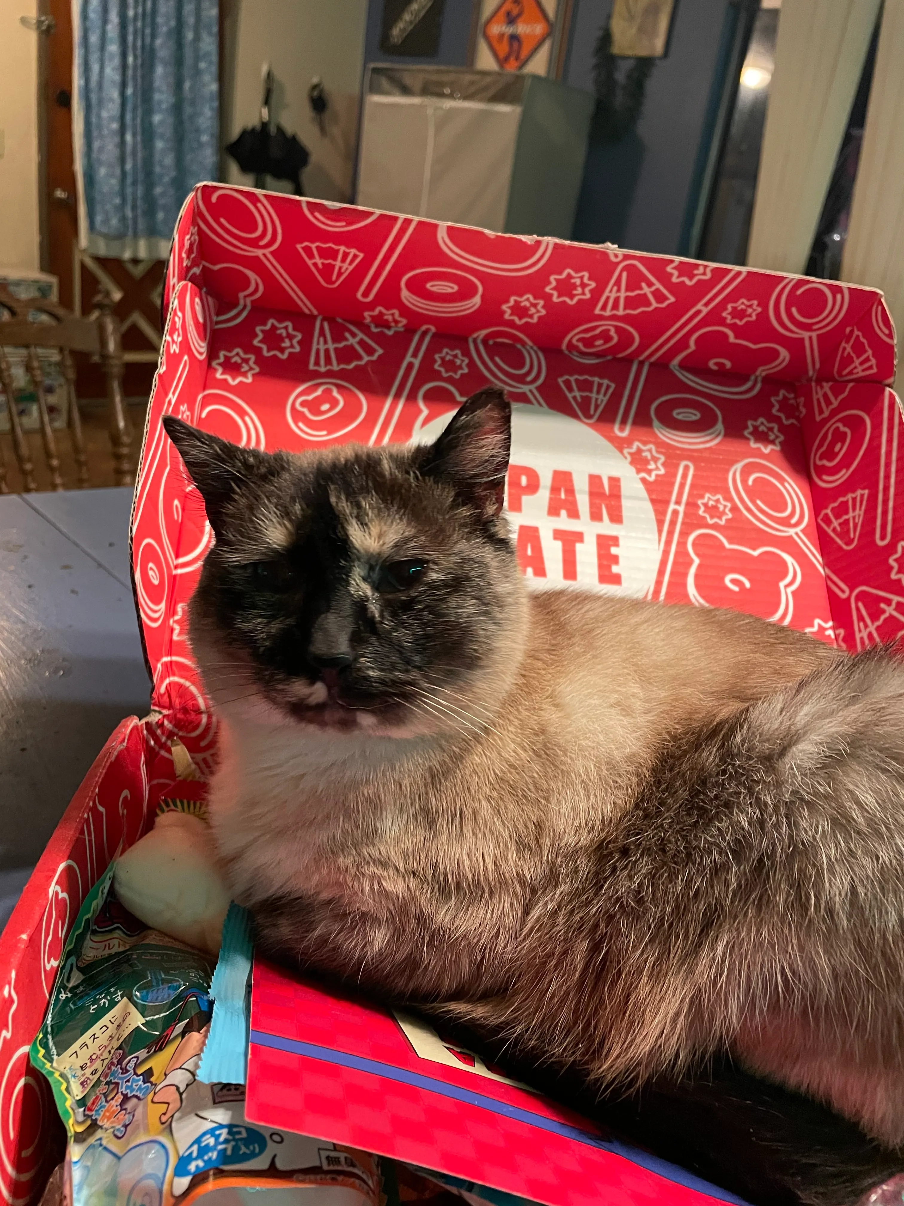 Show Me A Ridiculous Pic Of Your Cat