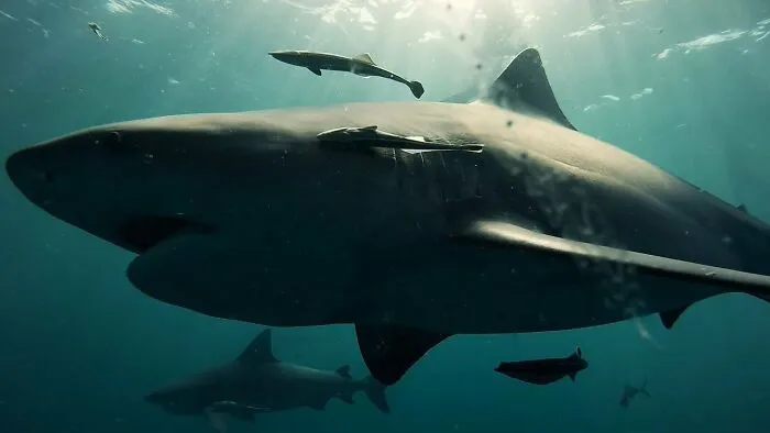 I Am An Underwater Enthusiast And Videographer, And Here Are Some Of The Closest Moments I Had With Apex Predators