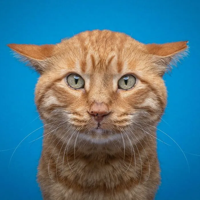 This 'Catographer' Takes Funny Pictures Of Cats That Might Make You Laugh (50 Pics)