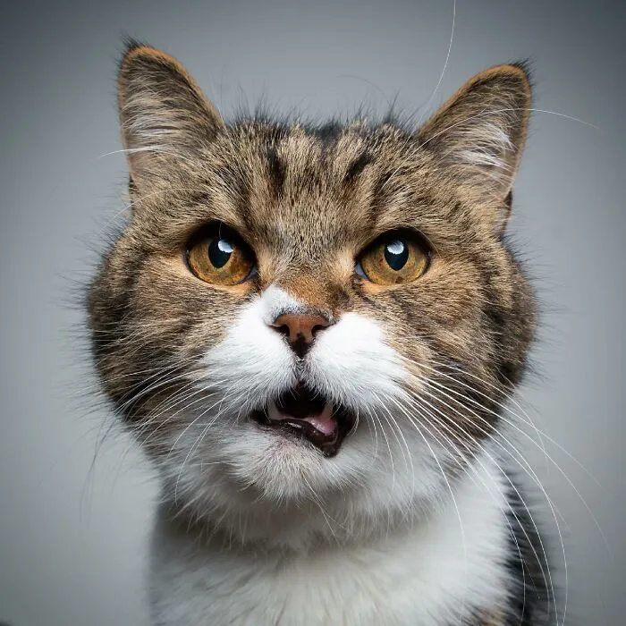 This 'Catographer' Takes Funny Pictures Of Cats That Might Make You Laugh (50 Pics)