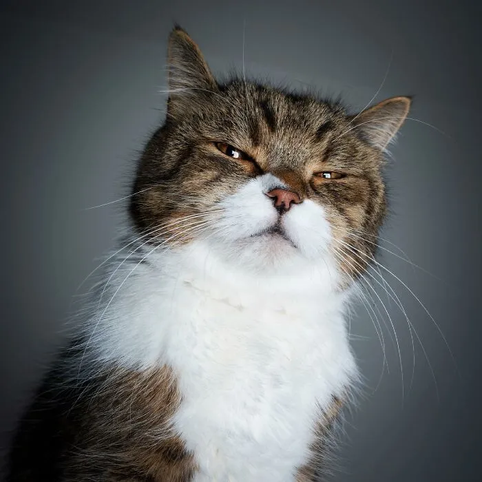 This 'Catographer' Takes Funny Pictures Of Cats That Might Make You Laugh (50 Pics)