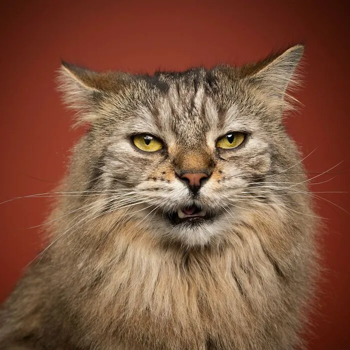 This 'Catographer' Takes Funny Pictures Of Cats That Might Make You Laugh (50 Pics)