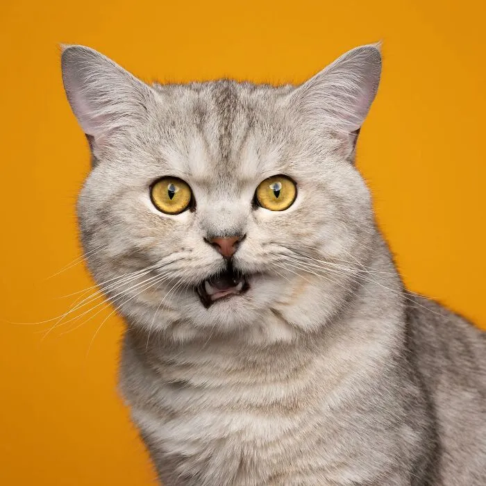 This 'Catographer' Takes Funny Pictures Of Cats That Might Make You Laugh (50 Pics)