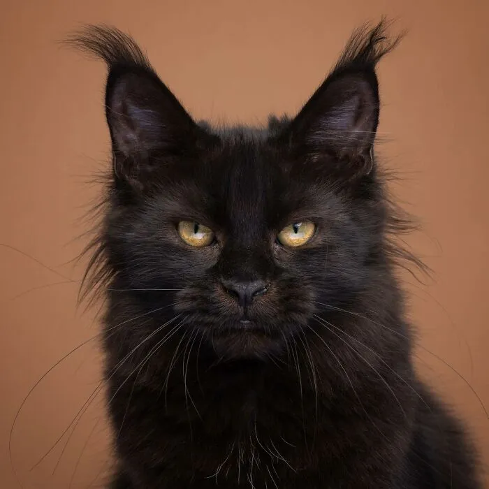 This 'Catographer' Takes Funny Pictures Of Cats That Might Make You Laugh (50 Pics)