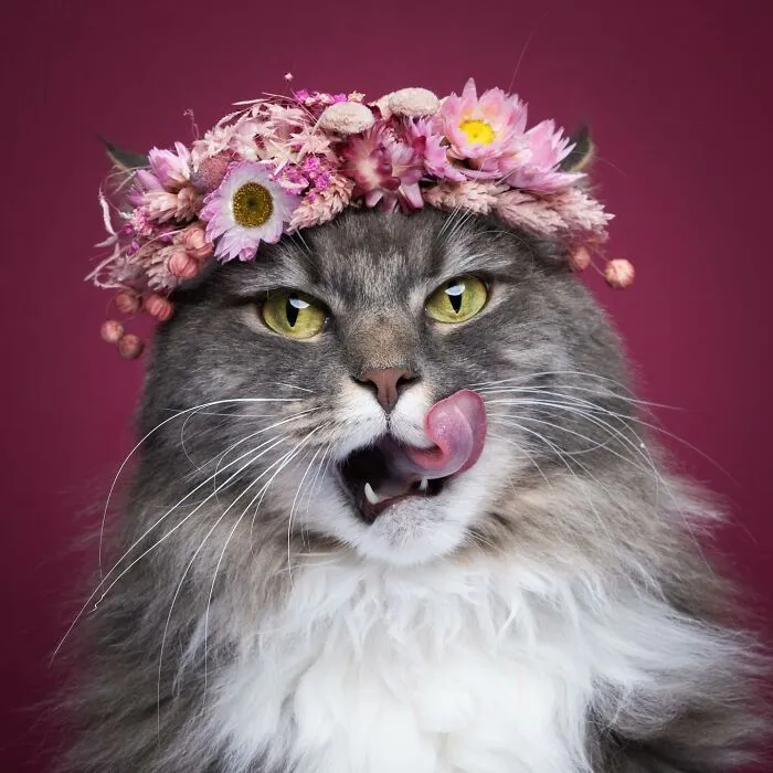 This 'Catographer' Takes Funny Pictures Of Cats That Might Make You Laugh (50 Pics)