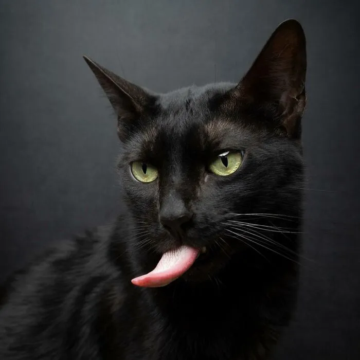 This 'Catographer' Takes Funny Pictures Of Cats That Might Make You Laugh (50 Pics)