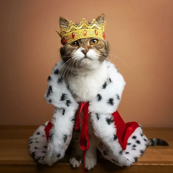 This 'Catographer' Takes Funny Pictures Of Cats That Might Make You Laugh (50 Pics)
