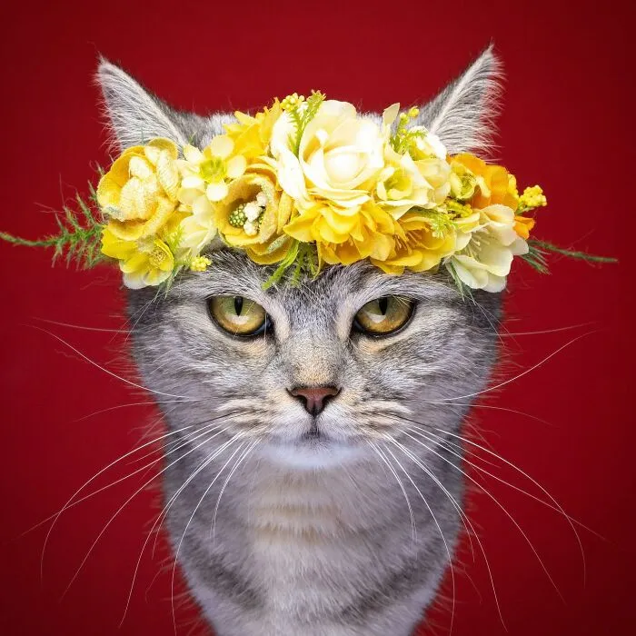 This 'Catographer' Takes Funny Pictures Of Cats That Might Make You Laugh (50 Pics)