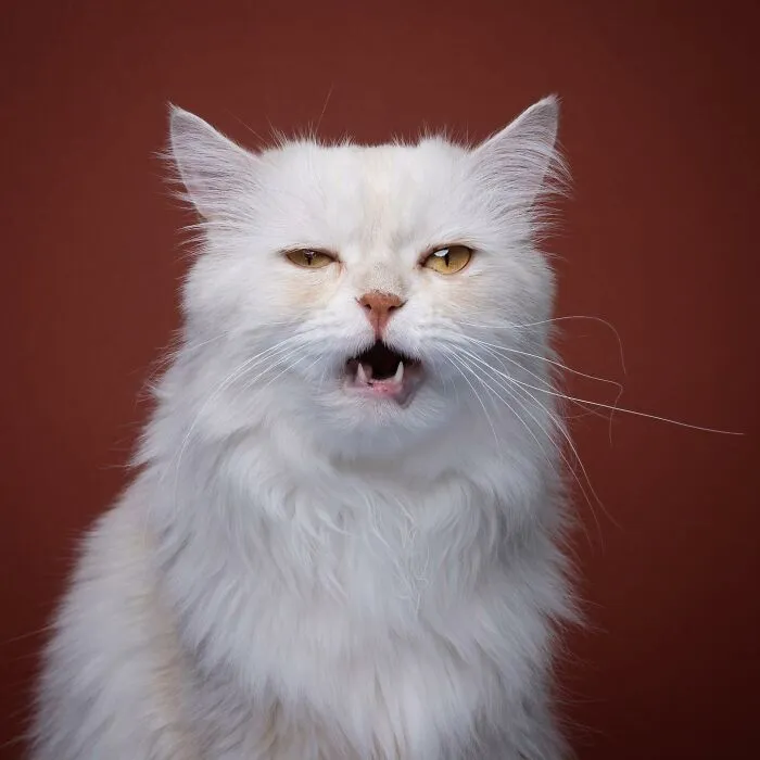 This 'Catographer' Takes Funny Pictures Of Cats That Might Make You Laugh (50 Pics)