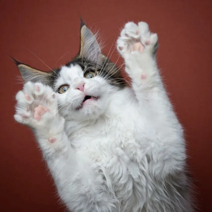 This 'Catographer' Takes Funny Pictures Of Cats That Might Make You Laugh (50 Pics)