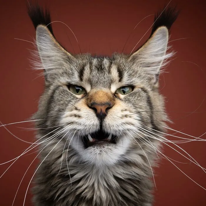 This 'Catographer' Takes Funny Pictures Of Cats That Might Make You Laugh (50 Pics)