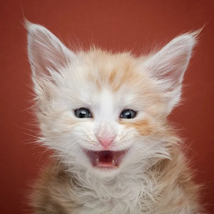 This 'Catographer' Takes Funny Pictures Of Cats That Might Make You Laugh (50 Pics)