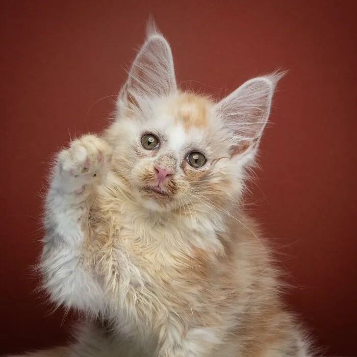 This 'Catographer' Takes Funny Pictures Of Cats That Might Make You Laugh (50 Pics)