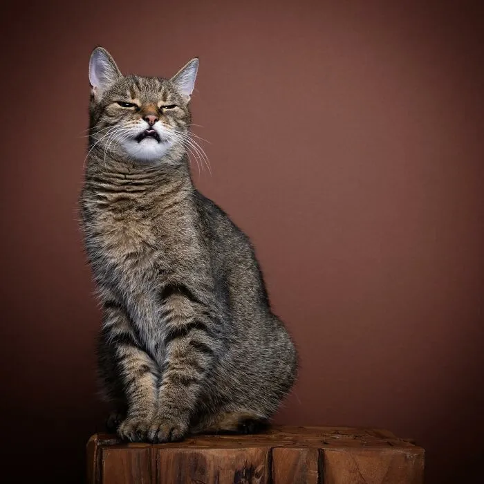 This 'Catographer' Takes Funny Pictures Of Cats That Might Make You Laugh (50 Pics)