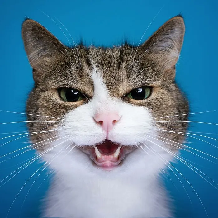 This 'Catographer' Takes Funny Pictures Of Cats That Might Make You Laugh (50 Pics)
