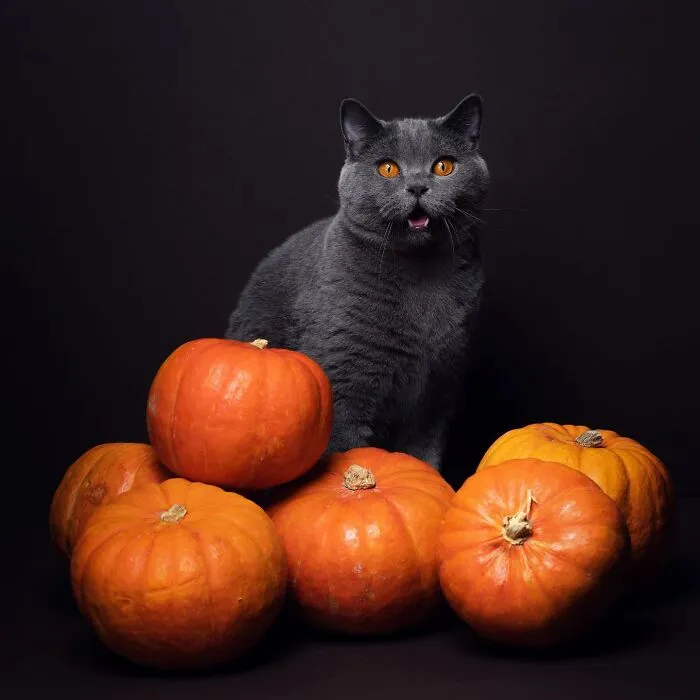 This 'Catographer' Takes Funny Pictures Of Cats That Might Make You Laugh (50 Pics)