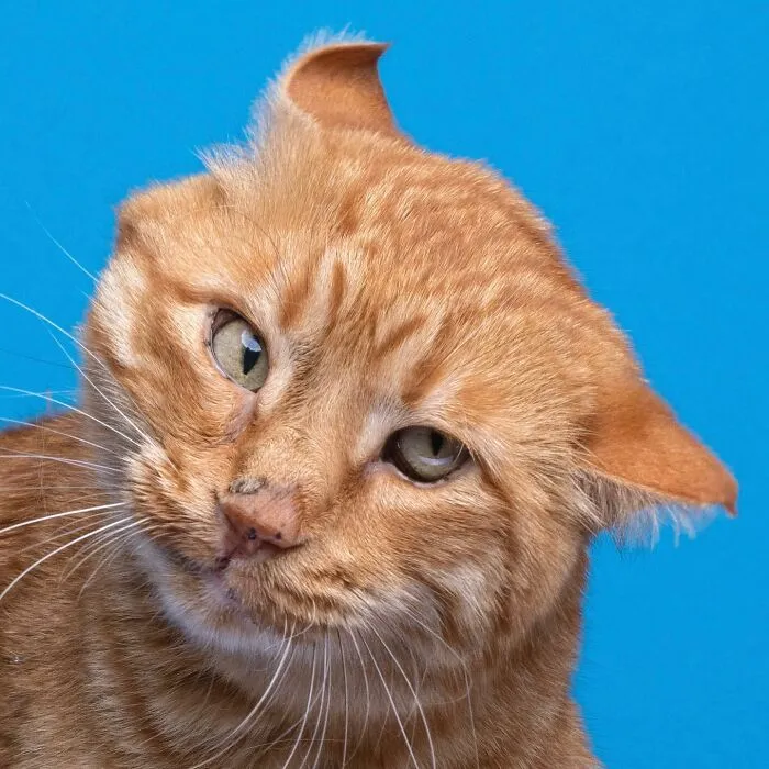 This 'Catographer' Takes Funny Pictures Of Cats That Might Make You Laugh (50 Pics)