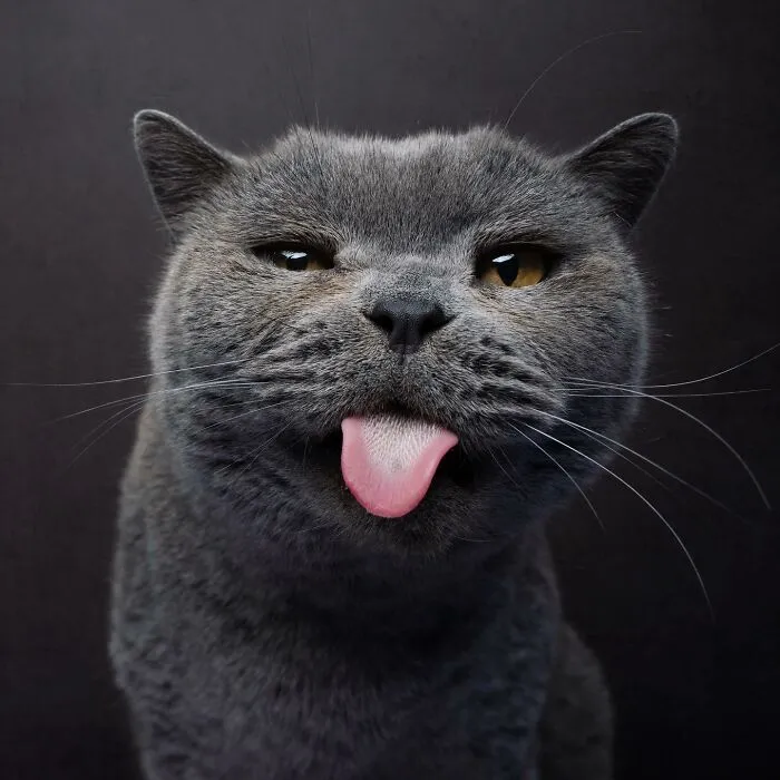 This 'Catographer' Takes Funny Pictures Of Cats That Might Make You Laugh (50 Pics)