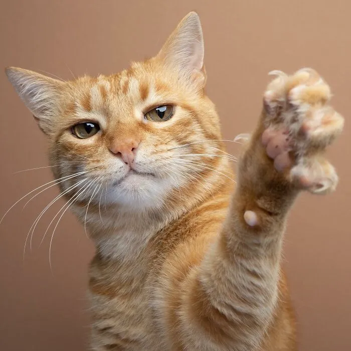 This 'Catographer' Takes Funny Pictures Of Cats That Might Make You Laugh (50 Pics)