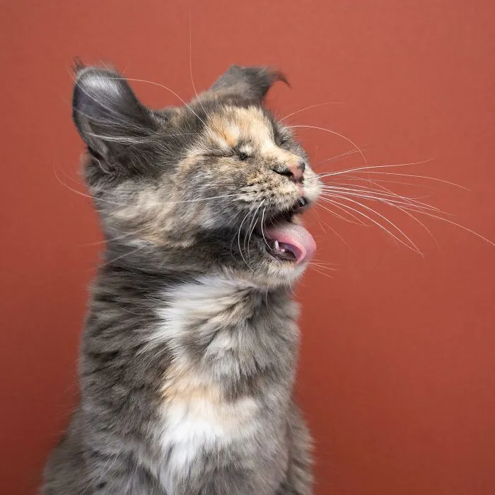 This 'Catographer' Takes Funny Pictures Of Cats That Might Make You Laugh (50 Pics)