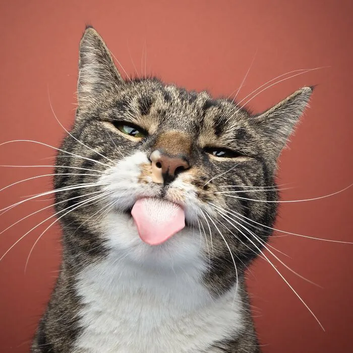 This 'Catographer' Takes Funny Pictures Of Cats That Might Make You Laugh (50 Pics)