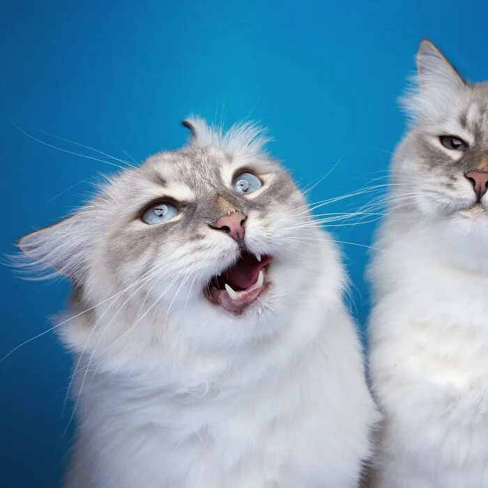 This 'Catographer' Takes Funny Pictures Of Cats That Might Make You Laugh (50 Pics)