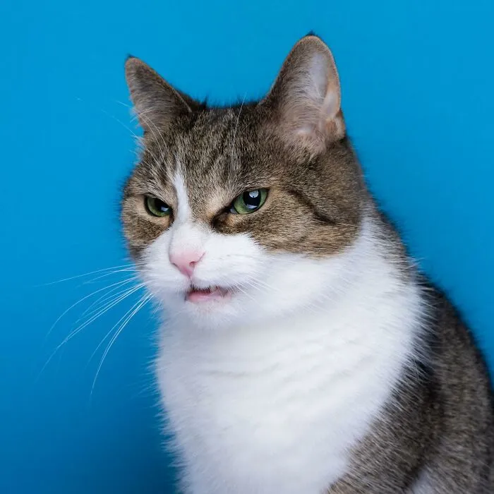 This 'Catographer' Takes Funny Pictures Of Cats That Might Make You Laugh (50 Pics)
