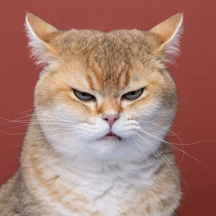 This 'Catographer' Takes Funny Pictures Of Cats That Might Make You Laugh (50 Pics)