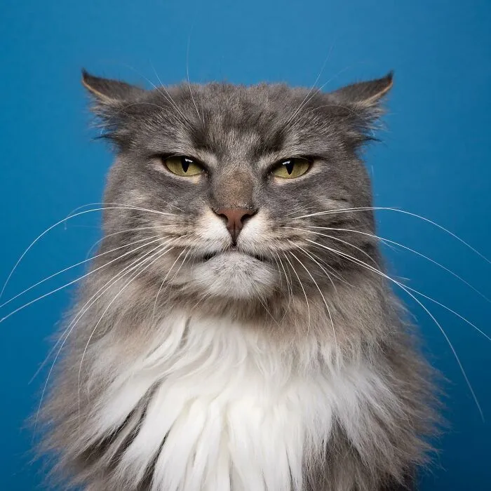 This 'Catographer' Takes Funny Pictures Of Cats That Might Make You Laugh (50 Pics)