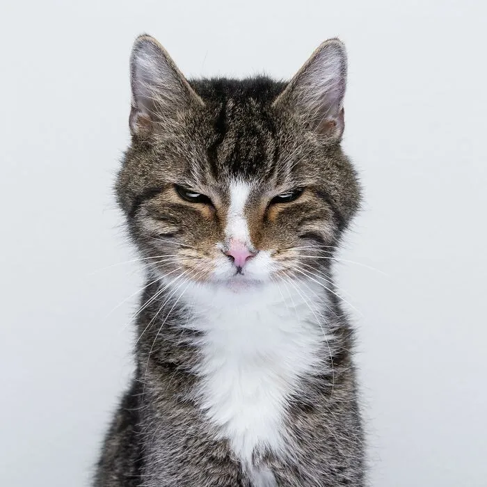 This 'Catographer' Takes Funny Pictures Of Cats That Might Make You Laugh (50 Pics)