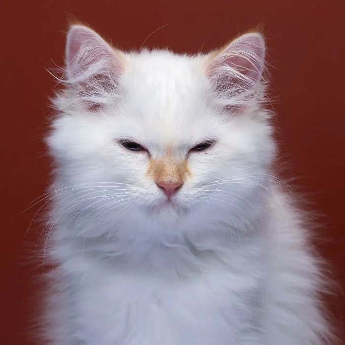 This 'Catographer' Takes Funny Pictures Of Cats That Might Make You Laugh (50 Pics)