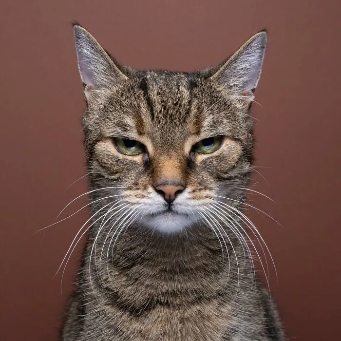This 'Catographer' Takes Funny Pictures Of Cats That Might Make You Laugh (50 Pics)
