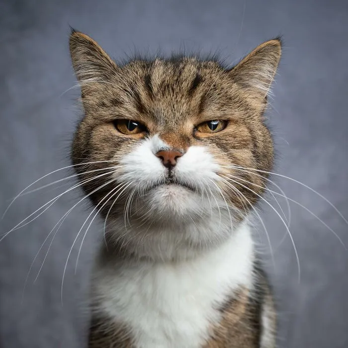 This 'Catographer' Takes Funny Pictures Of Cats That Might Make You Laugh (50 Pics)