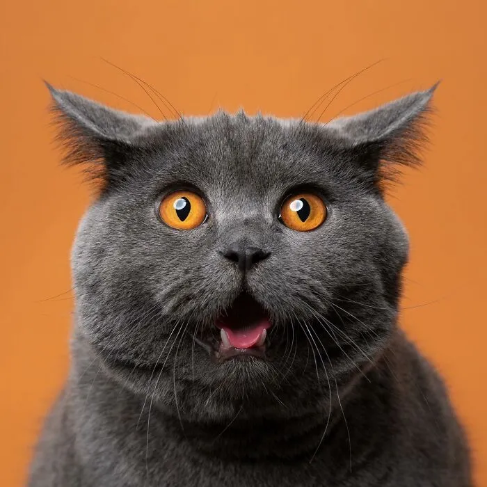 This 'Catographer' Takes Funny Pictures Of Cats That Might Make You Laugh (50 Pics)