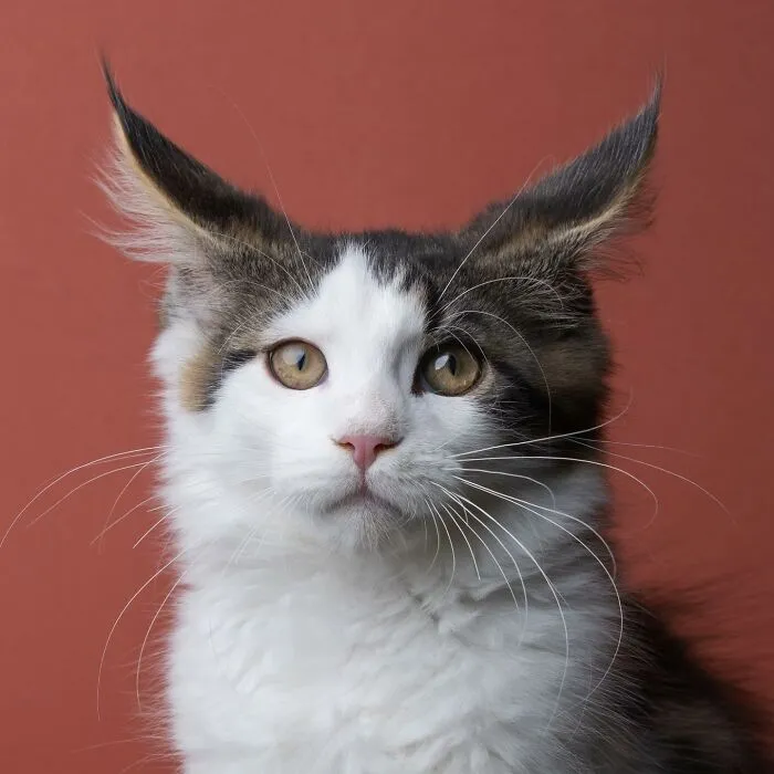 This 'Catographer' Takes Funny Pictures Of Cats That Might Make You Laugh (50 Pics)