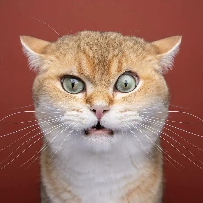 This 'Catographer' Takes Funny Pictures Of Cats That Might Make You Laugh (50 Pics)