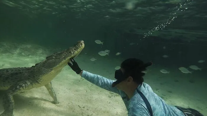 I Am An Underwater Enthusiast And Videographer, And Here Are Some Of The Closest Moments I Had With Apex Predators
