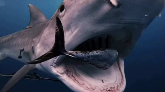 I Am An Underwater Enthusiast And Videographer, And Here Are Some Of The Closest Moments I Had With Apex Predators