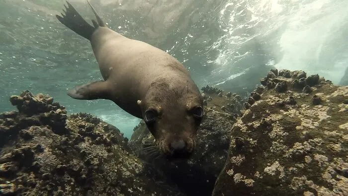 I Am An Underwater Enthusiast And Videographer, And Here Are Some Of The Closest Moments I Had With Apex Predators