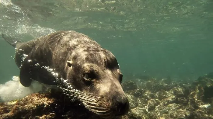 I Am An Underwater Enthusiast And Videographer, And Here Are Some Of The Closest Moments I Had With Apex Predators
